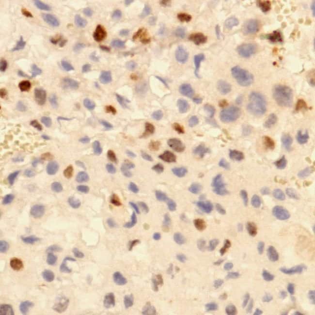 500uL Polyclonal antibody, p57, host rab