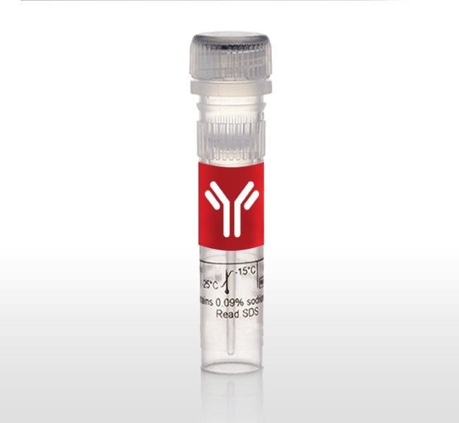 1 MG REC. PROTEIN G ZYMED(TM) INVITROGEN