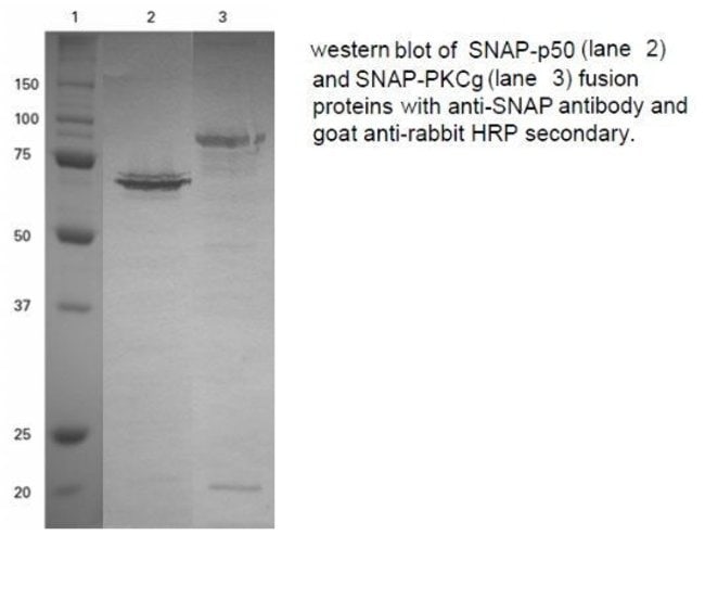 Anti-SNAP Polyclonal Antibody 1 EA = 100
