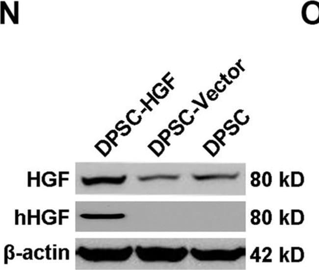 0,05MG GOXMS HRP SAMPLE