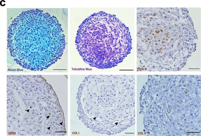 10 MG PURIFIED RABBIT IGG ZYMED(TM) INVI