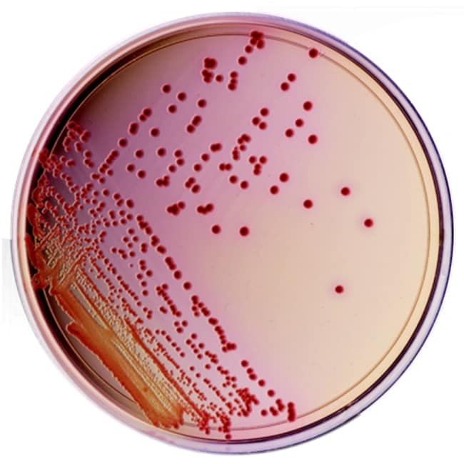 Thermo Scientific Yersinia-Selektiv-Agar