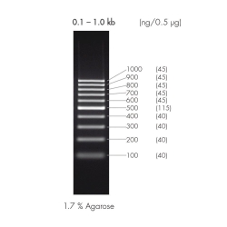 100 BP DNA-LEITER,  UoM: 1 * 1 KIT