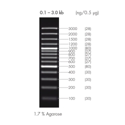 100 BP DNA-LEITER PLUS,  UoM: 1 * 1 KIT