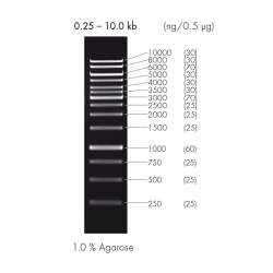 1 KB DNA-LEITER (5 X 50 µG),  UoM: 1 * 1