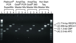 HOT START PCR-TO-GEL TAQ PCR MIX BIOTECH