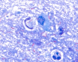 LOEFFLERS METHYLENBLAULOESUNG FUER DIE M