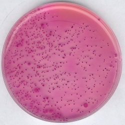 AGAR-VRB KRISTALLVIOLETT-NEUTRALROT-GALL