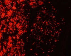 TB-FLUOR FAERBESET, PHENOLFREI,  UoM: 1