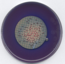 AGAR_M-FC FUER DIE MIKROBIOLOGIE ( 52 G,