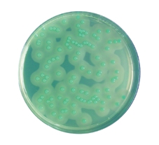 CHROMOCULT LISTERIA AGAR ANREICHERUNGS-S