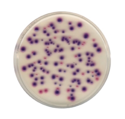 BACTIDENT INDOL FUER DIE MIKROBIOLOGIE,